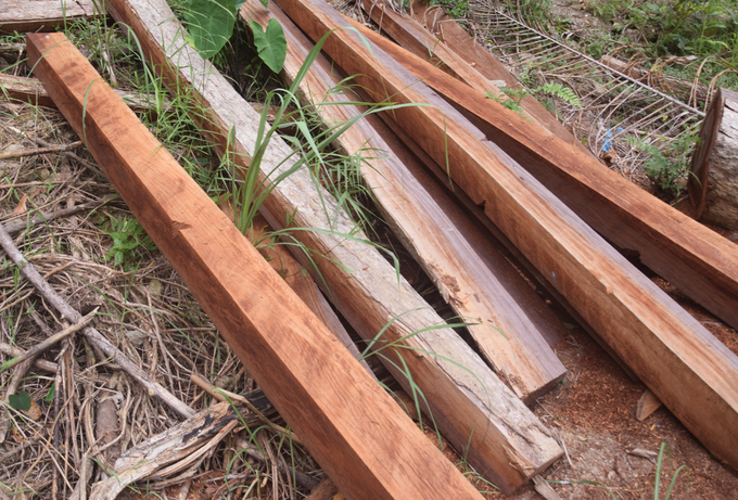 Nhiều cây gỗ to bị xẻ thịt trong khu bảo tồn ở Quảng Nam